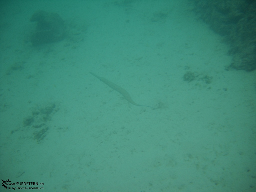 Trompet Fish - Underwater Galapagos 2010 -DSCN5691